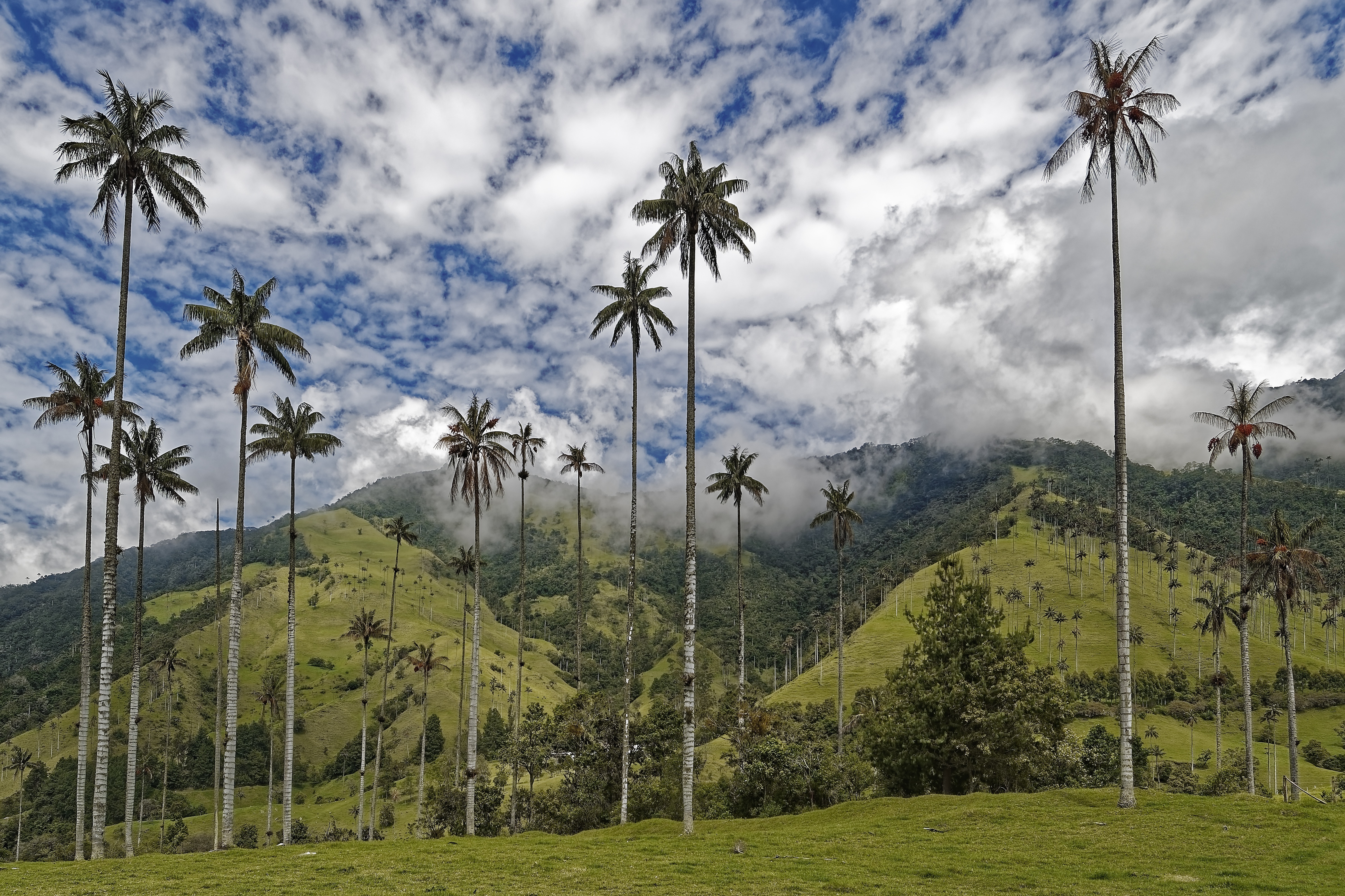 Aproximación al significado de “innovación” en la industria palmera de Colombia