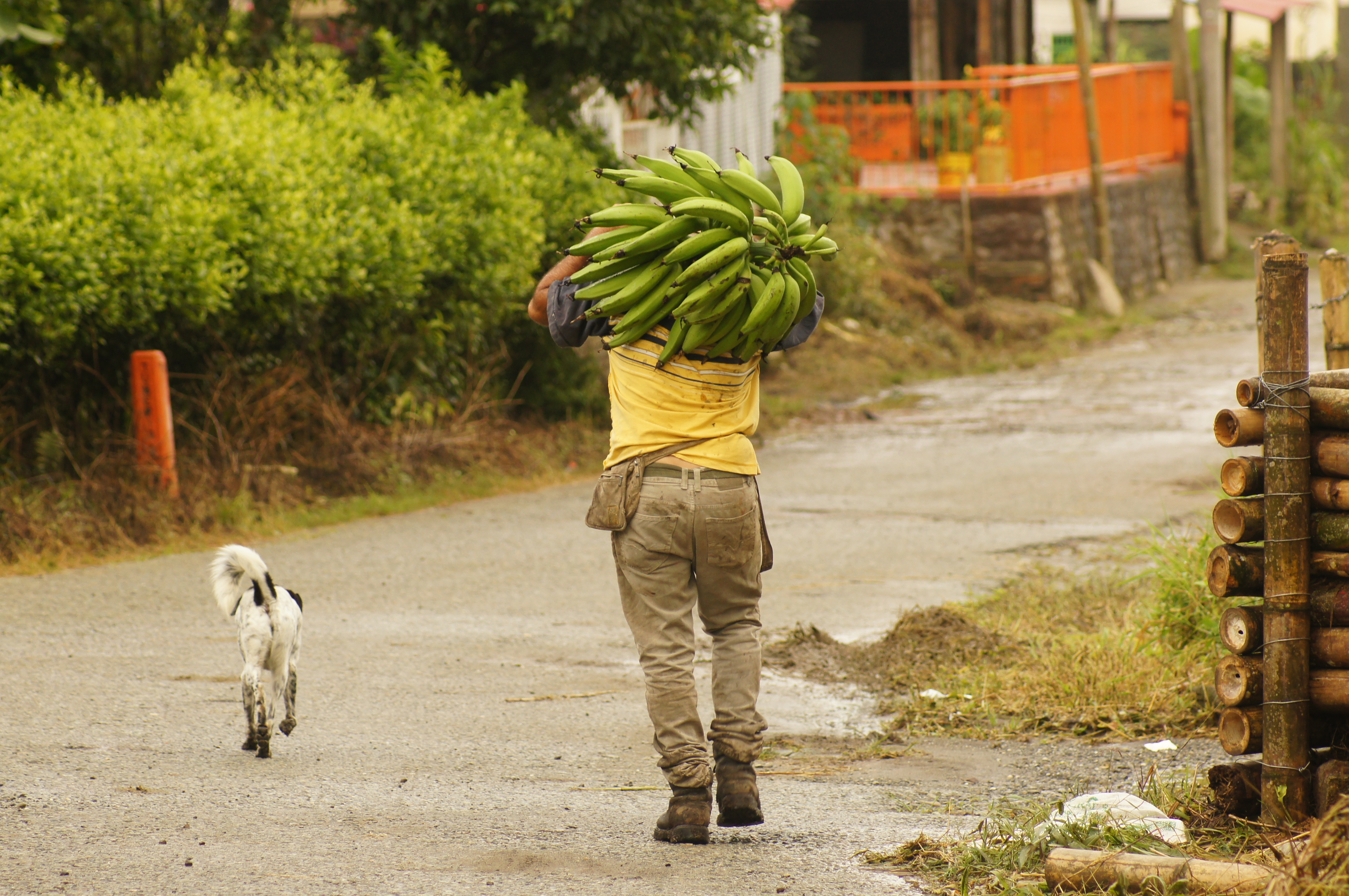 Limitantes para la creación de organizaciones solidarias rurales en Colombia